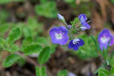 Kekik Yaprağı Speedwell Çiçeği, Veronica Oltensis