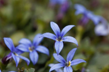 Mavi Yıldız Çiçeği Makro fotoğrafı, Isotoma fluviatilis.
