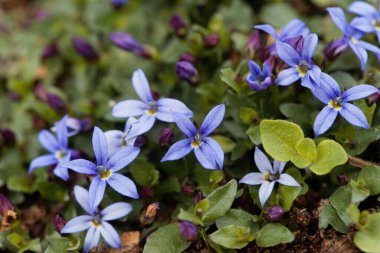 Mavi Yıldız Çiçeği Makro fotoğrafı, Isotoma fluviatilis.
