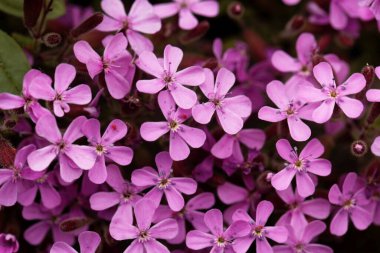 Kaya sabunu çiçeği, Saponaria ocymoides