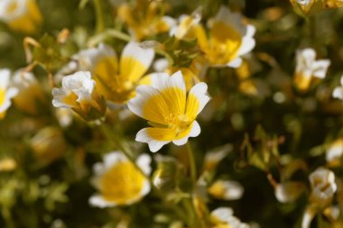 Flower of a poached egg plant, Limnanthes douglasii clipart