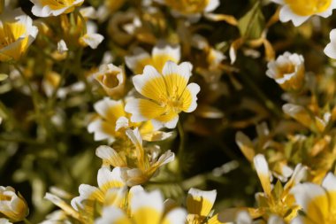 Flower of a poached egg plant, Limnanthes douglasii clipart