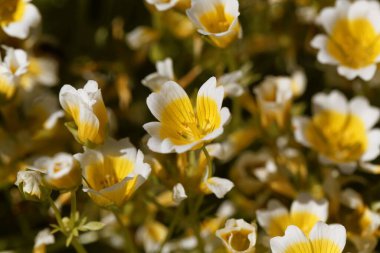 Haşlanmış yumurta bitkisinin çiçeği, Limnanthes douglasii