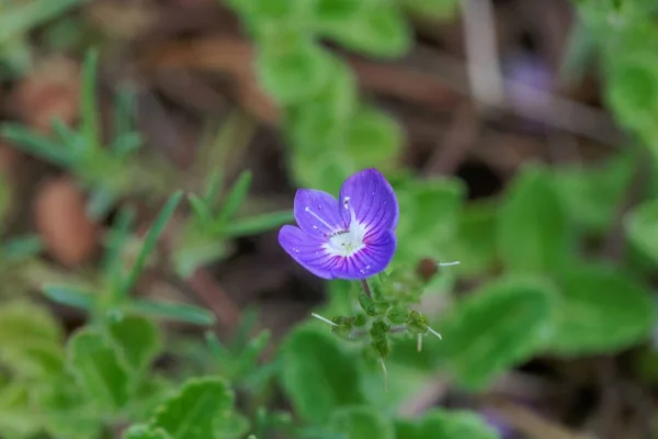 Virág Thyme Leaf Speedwell Veronica Oltensis — Stock Fotó