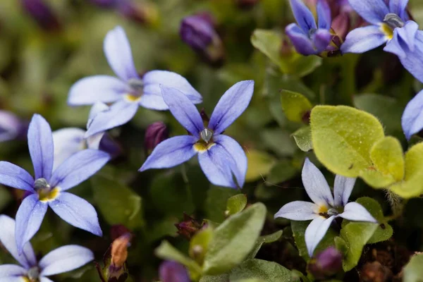 Macro Photo Blue Star Flower Isotoma Fluviatilis — Stock Photo, Image