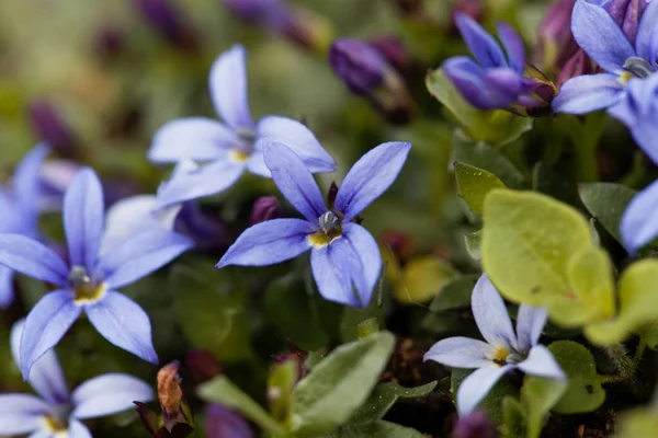 Macro Photo Blue Star Flower Isotoma Fluviatilis — Stock Photo, Image