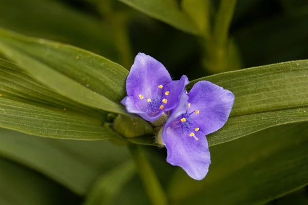 Květ Virginské Spiderwort Tradescantia Virginiana — Stock fotografie