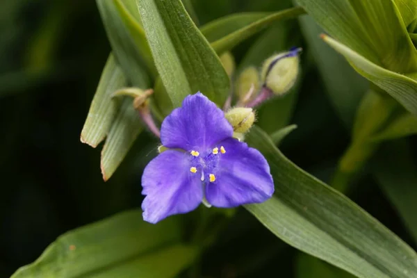 Flor Uma Aranha Virginia Tradescantia Virginiana — Fotografia de Stock