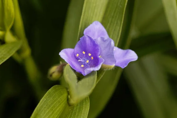 Flower Virginia Spiderwort Tradescantia Virginiana — Stock Photo, Image