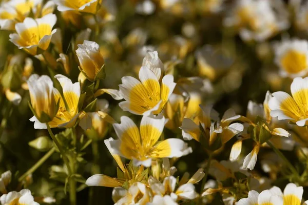 Flower Poached Egg Plant Limnanthes Douglasii — Stock Photo, Image