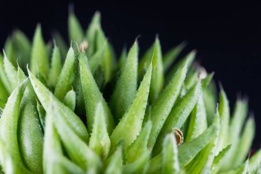 Haworthia globosifolia yaprakları, Güney Afrika 'dan sulu bir bitki.. 