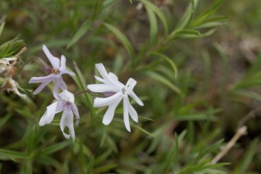 Plox bitkisinin çiçeği, Phlox bifida