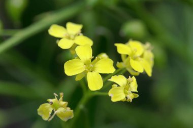 Siğilli bir lahana çiçeğinin Macro fotoğrafı, Bunias Orientalis.