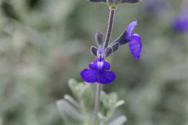 Bir Alman Sage bitkisinin çiçeği, Salvia chamaedryoides
