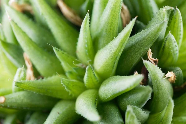 南アフリカ産の多肉植物 ハワーシア グロボシフォリアの葉 — ストック写真