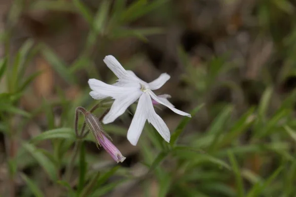 Floarea Unei Plante Phlox Nisip Phlox Bifida — Fotografie, imagine de stoc