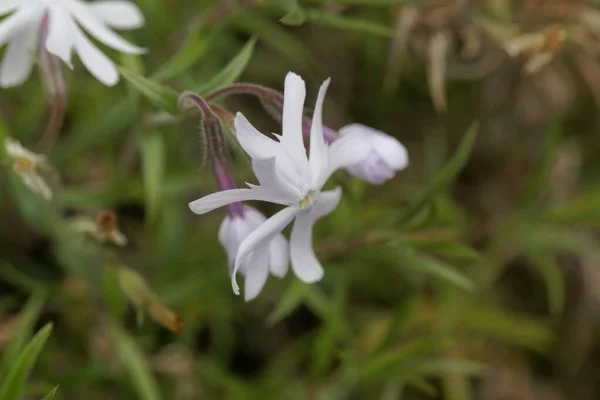 Homokflox Növény Virága Phlox Bifida — Stock Fotó