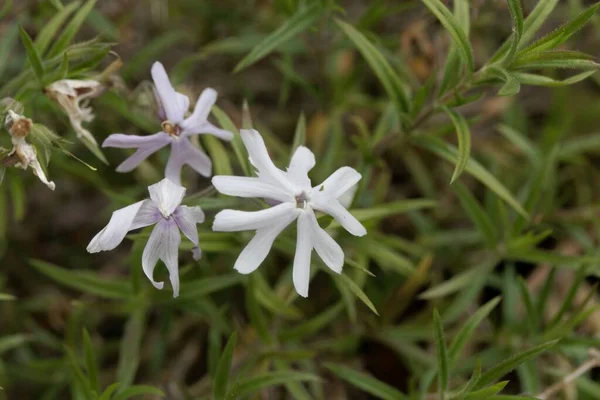 Flor Una Planta Flex Arena Phlox Bifida — Foto de Stock