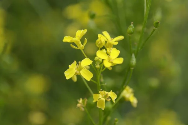 大白菜花Bunias Orientalis的宏观照片 — 图库照片