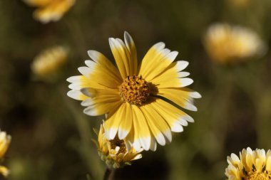 Bir kıyı bitkisinin çiçeği, Layia platyglossa