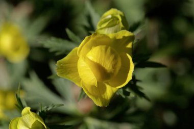 Yerçiçeği bitkisinin çiçeği Trollius chinensis