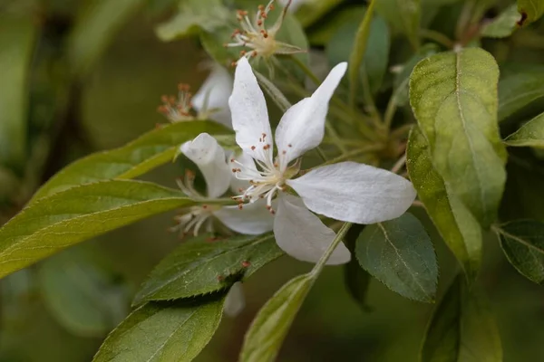 Kwiat Karła Kwitnącego Drzewa Migdałowego Prunus Glandulosa — Zdjęcie stockowe