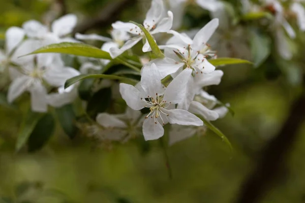 Blume Eines Kleinwüchsigen Blühenden Mandelbaums Prunus Glandulosa — Stockfoto