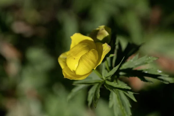 Квітка Глобусової Рослини Trollij Chinensis — стокове фото