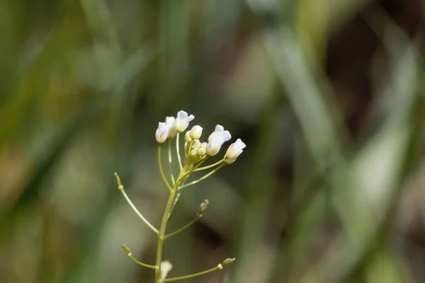 ChWeiss