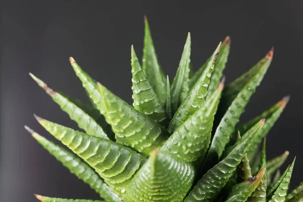 Folhas Haworthia Kennefolia Uma Planta Suculenta África Sul — Fotografia de Stock