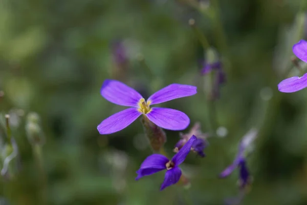 Цветок Лилового Куста Aubrieta Scardica — стоковое фото