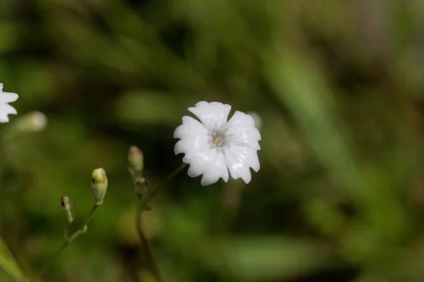 Blume Der Campionpflanze Silene Alpestris — Stockfoto