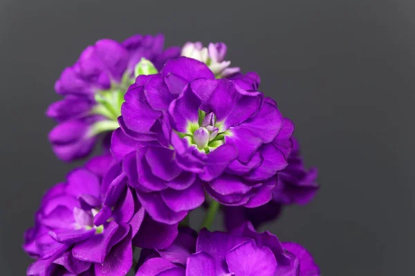 Flor Caldo Hoary Matthiola Incana Com Fundo Preto — Fotografia de Stock