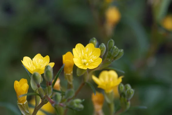 Flor Uma Pequena Planta Sundrop Oenothera Perennis — Fotografia de Stock