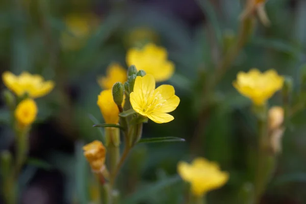 Flor Uma Pequena Planta Sundrop Oenothera Perennis — Fotografia de Stock