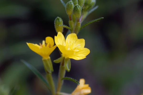 Virág Egy Kis Sundrop Növény Oenothera Perennis — Stock Fotó