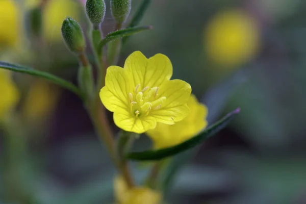 Flor Uma Pequena Planta Sundrop Oenothera Perennis — Fotografia de Stock