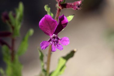 Cuphea bitkisinin çiçeği Cuphea procubens