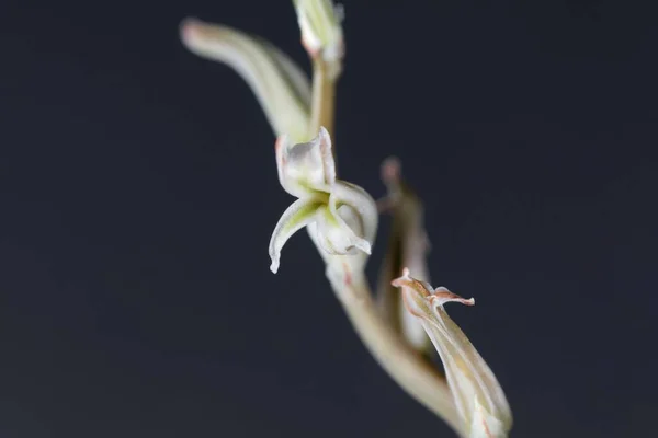 Kwiat Haworthia Cymbiformis Republiki Południowej Afryki — Zdjęcie stockowe