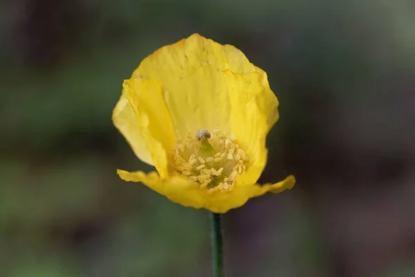 Bloem Van Een Welsh Papaver Papaver Cambricum — Stockfoto