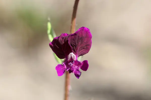 Cuphea Bitkisinin Çiçeği Cuphea Procubens — Stok fotoğraf