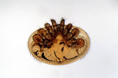 Varroa maytı, Varroa yokedicisi, mikroskop altında. Varroa akarları bal arıları üzerinde önemli ve tehlikeli parazitlerdir.. 