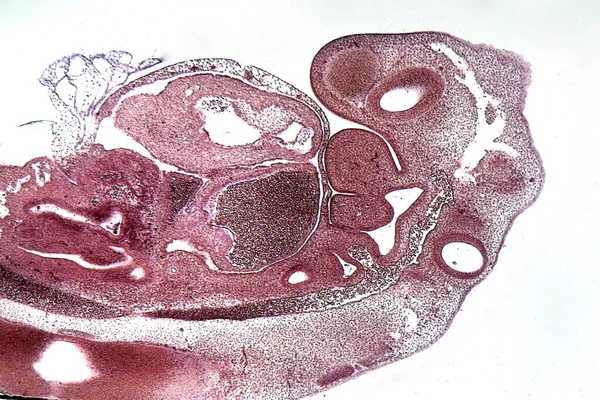 Secção Longitudinal Embrião Suíno Microscópio — Fotografia de Stock