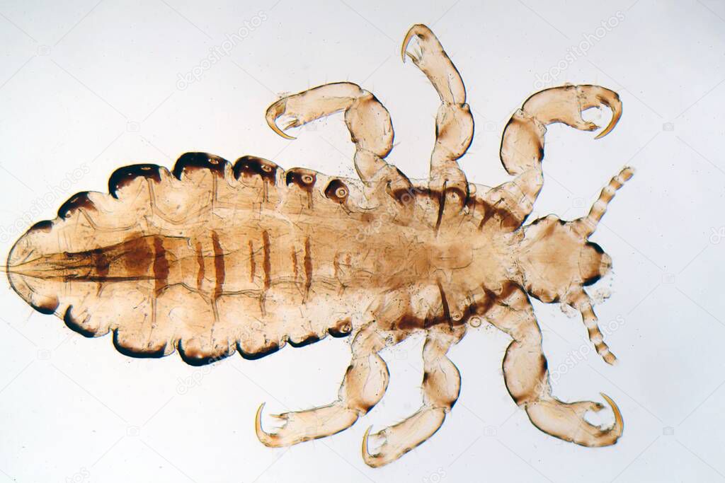A head louse, Pediculus humanus, under the microscope. 
