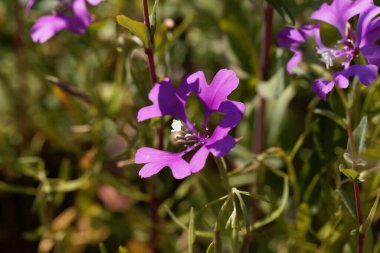 Bir Pinkfairy çiçeğinin Macro fotoğrafı, Clarkia pulchella