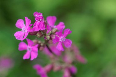 Pembe Dianthus Petraeus çiçeğinin Macro fotoğrafı.