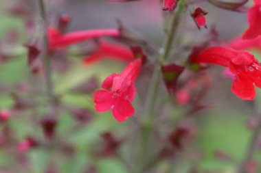 Sedir ağacının çiçeği, Salvia Roemeriana