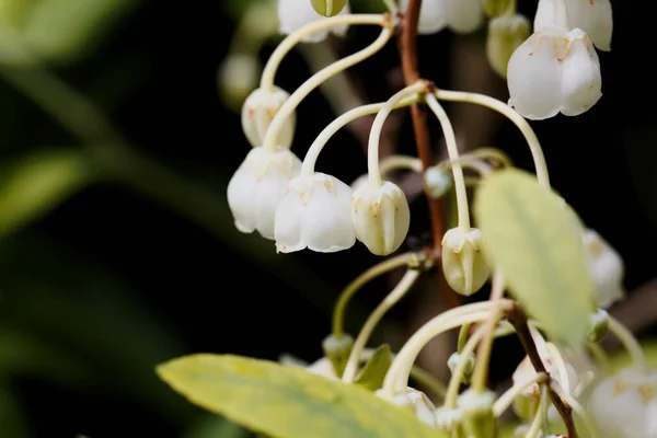 Flor Arbusto Honeycup Zenobia Pulverulenta — Foto de Stock