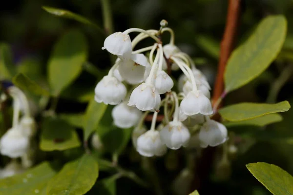 Flower Honeycup Bush Zenobia Pulverulenta — Stock Photo, Image