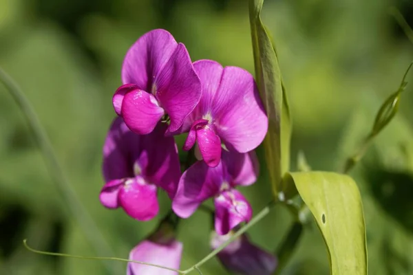 Blüte Einer Bitteren Wicken Pflanze Lathyrus Linifolius — Stockfoto